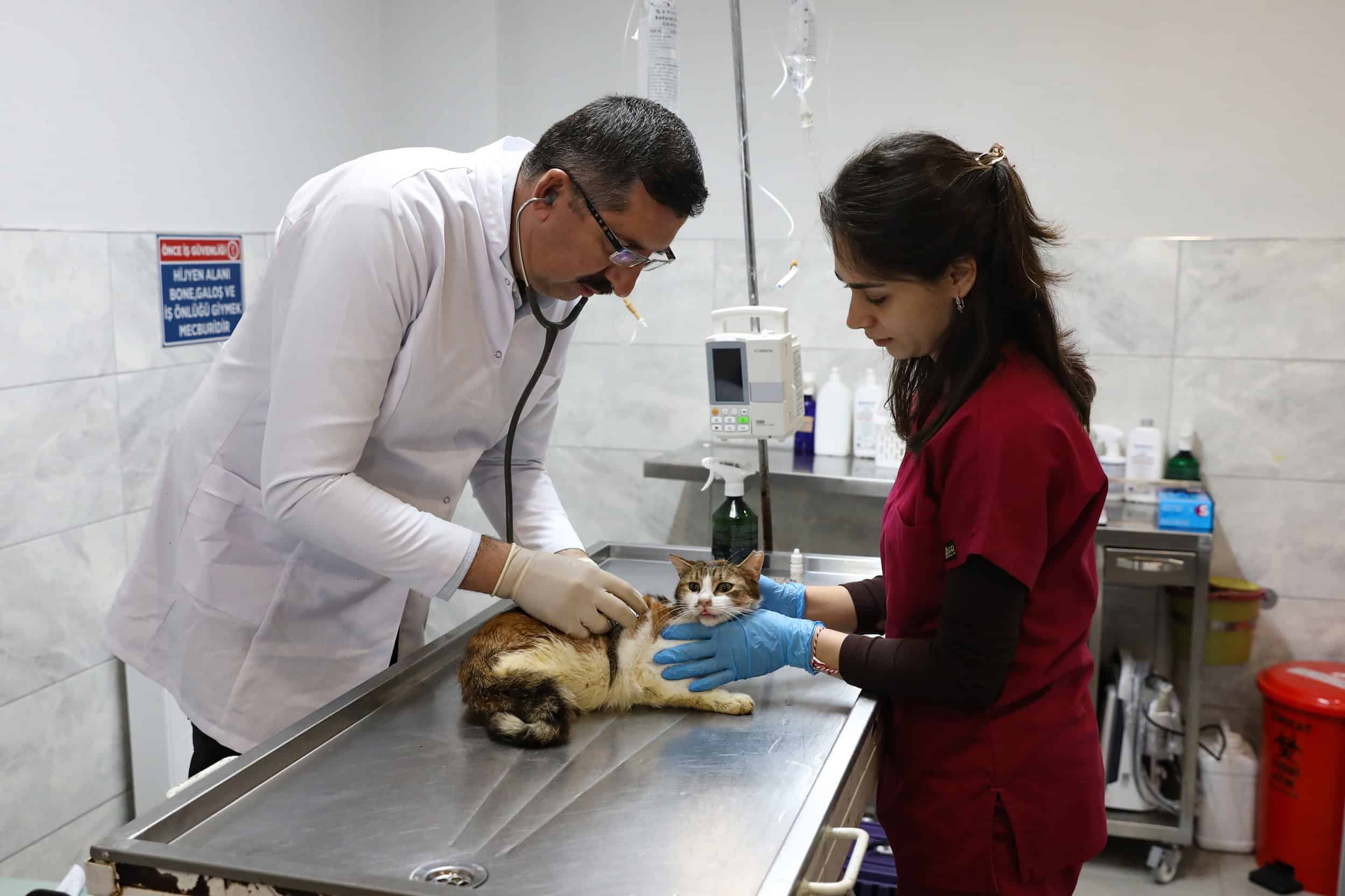 Bursa Büyükşehir Belediyesi, Yaralı Kediyi Gümüştepe Bakım Evi'nde Sağlığına Kavuşturdu