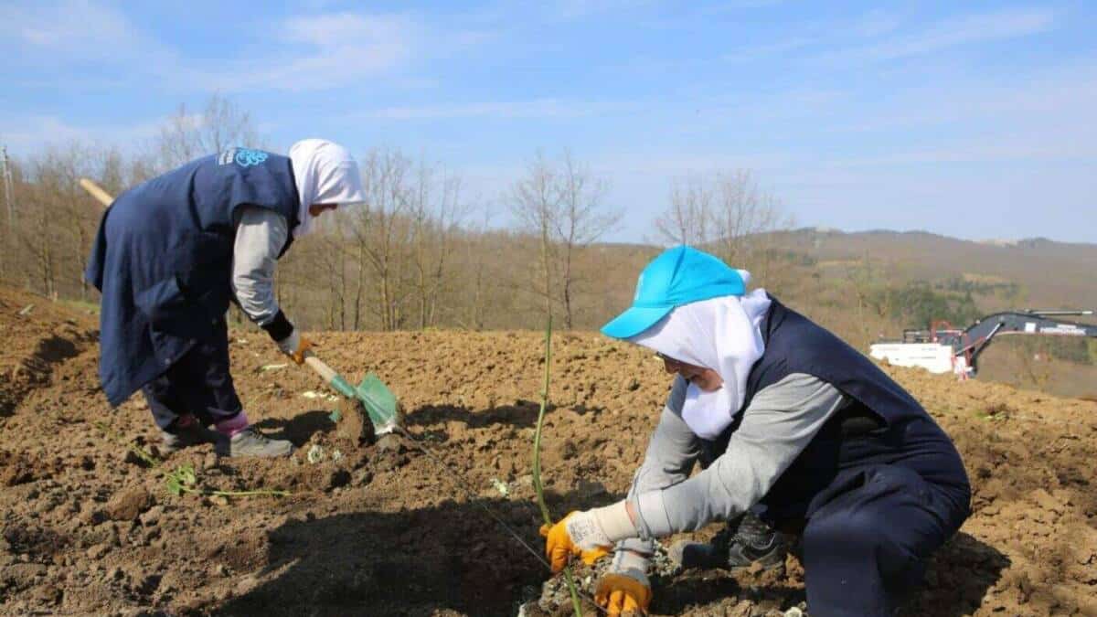 Nilüfer’de Atıl Araziler Böğürtlen Üretimiyle Ekonomiye Kazandırılıyor