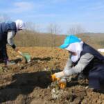 Nilüfer’de Atıl Araziler Böğürtlen Üretimiyle Ekonomiye Kazandırılıyor