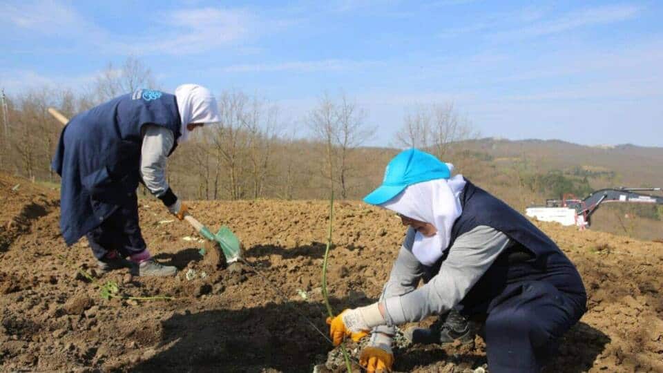 Nilüfer’de Atıl Araziler Böğürtlen Üretimiyle Ekonomiye Kazandırılıyor